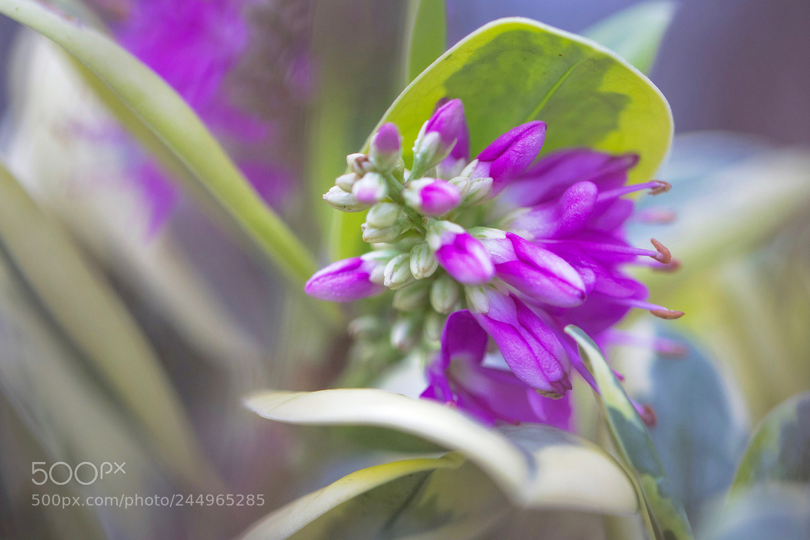 Canon EOS 7D Mark II sample photo. Purple hearts photography