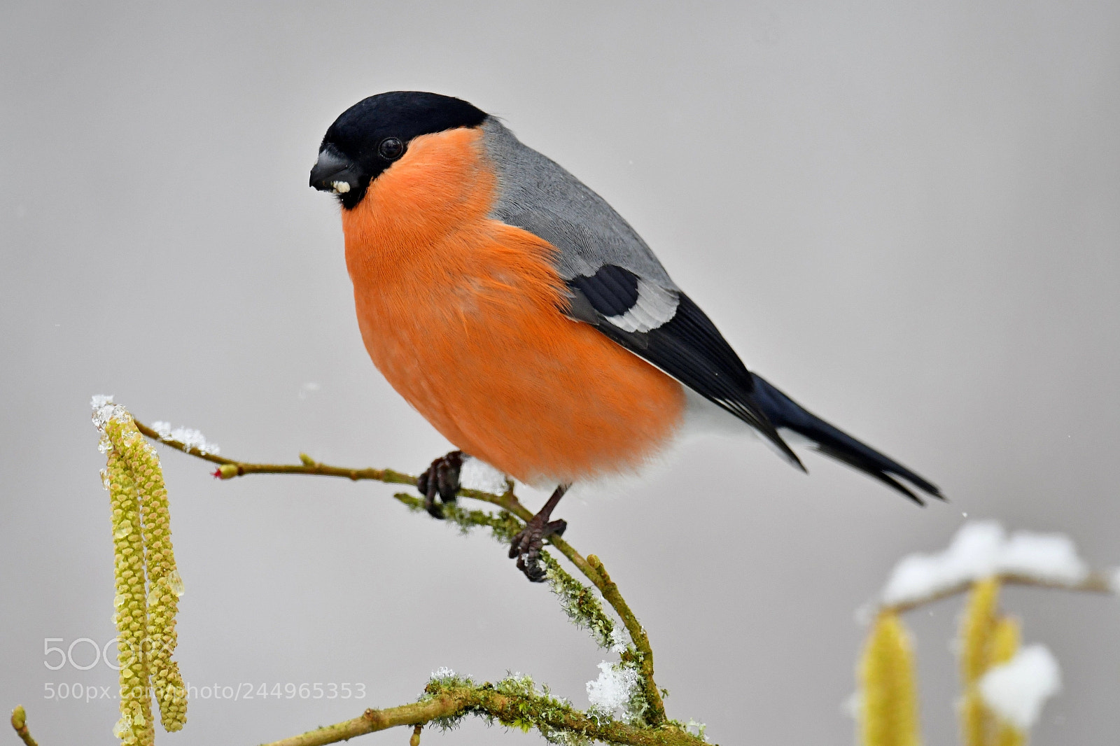 Nikon D500 sample photo. Bullfinch photography