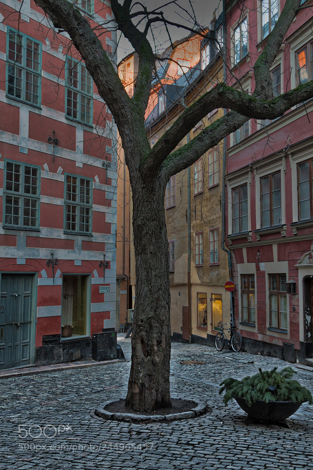 Canon EOS 7D sample photo. The chestnut tree on photography