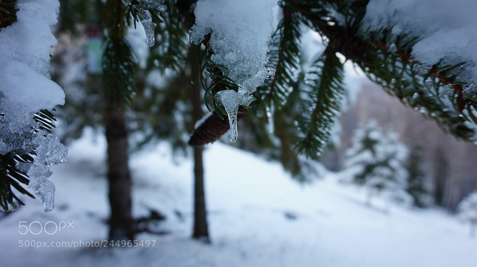 Sony Alpha a5000 (ILCE 5000) sample photo. Icicle photography