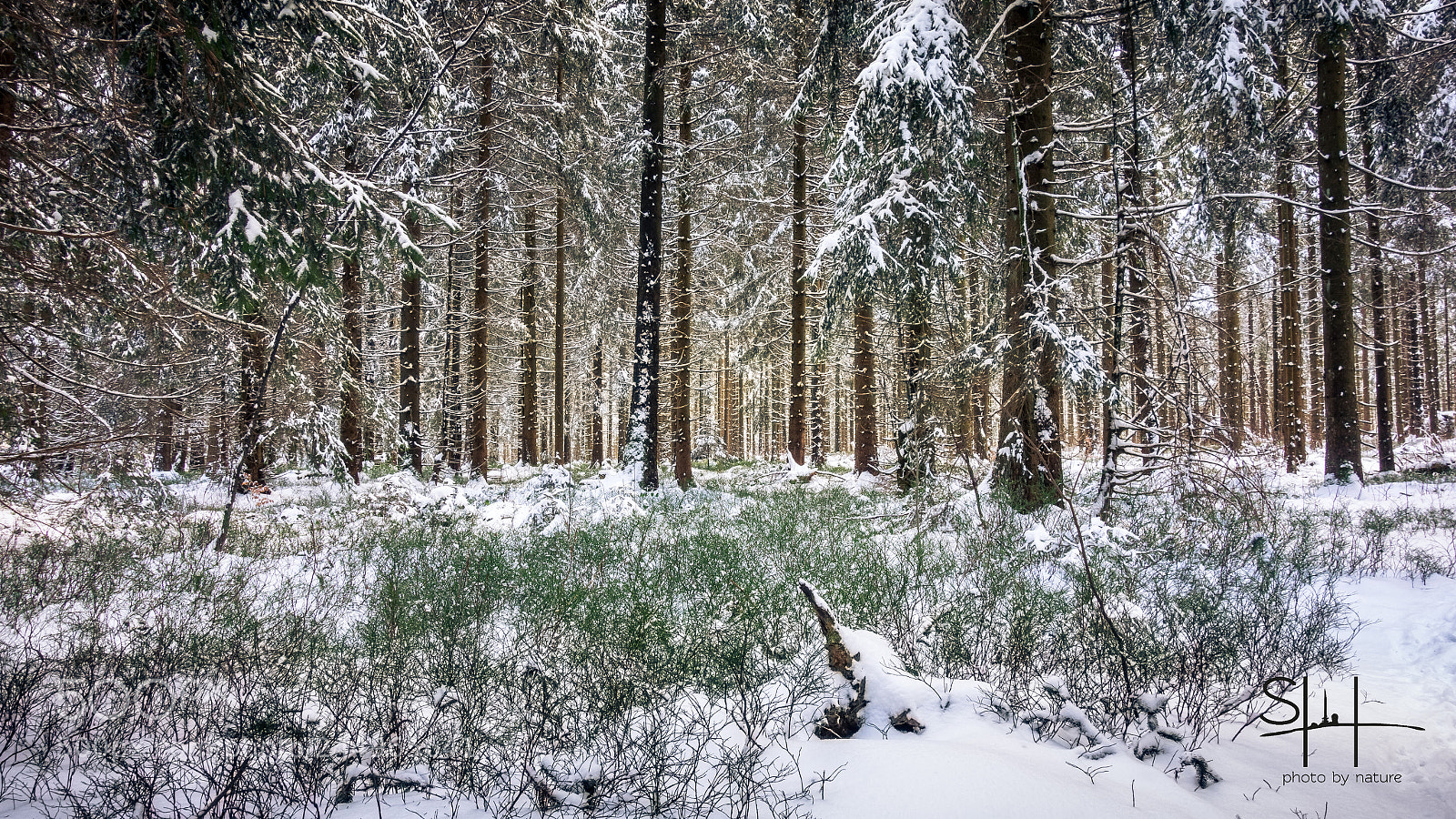 Sony Cyber-shot DSC-RX100 sample photo. Der wald photography