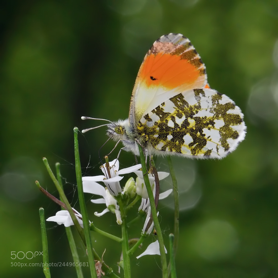 Nikon D90 sample photo. Anthocharis cardamines photography