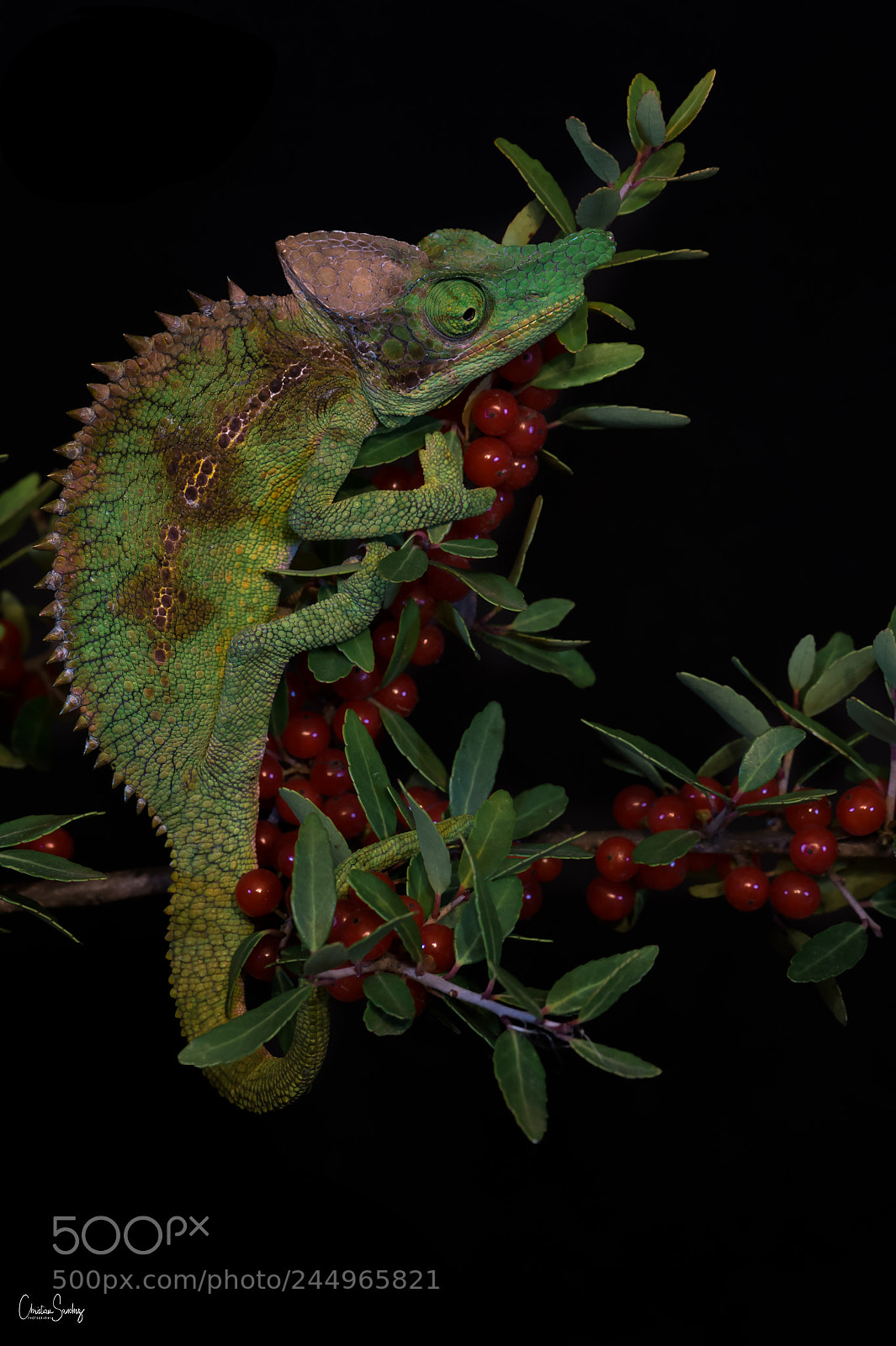 Nikon D4 sample photo. Paddle-nosed labord's chameleon photography