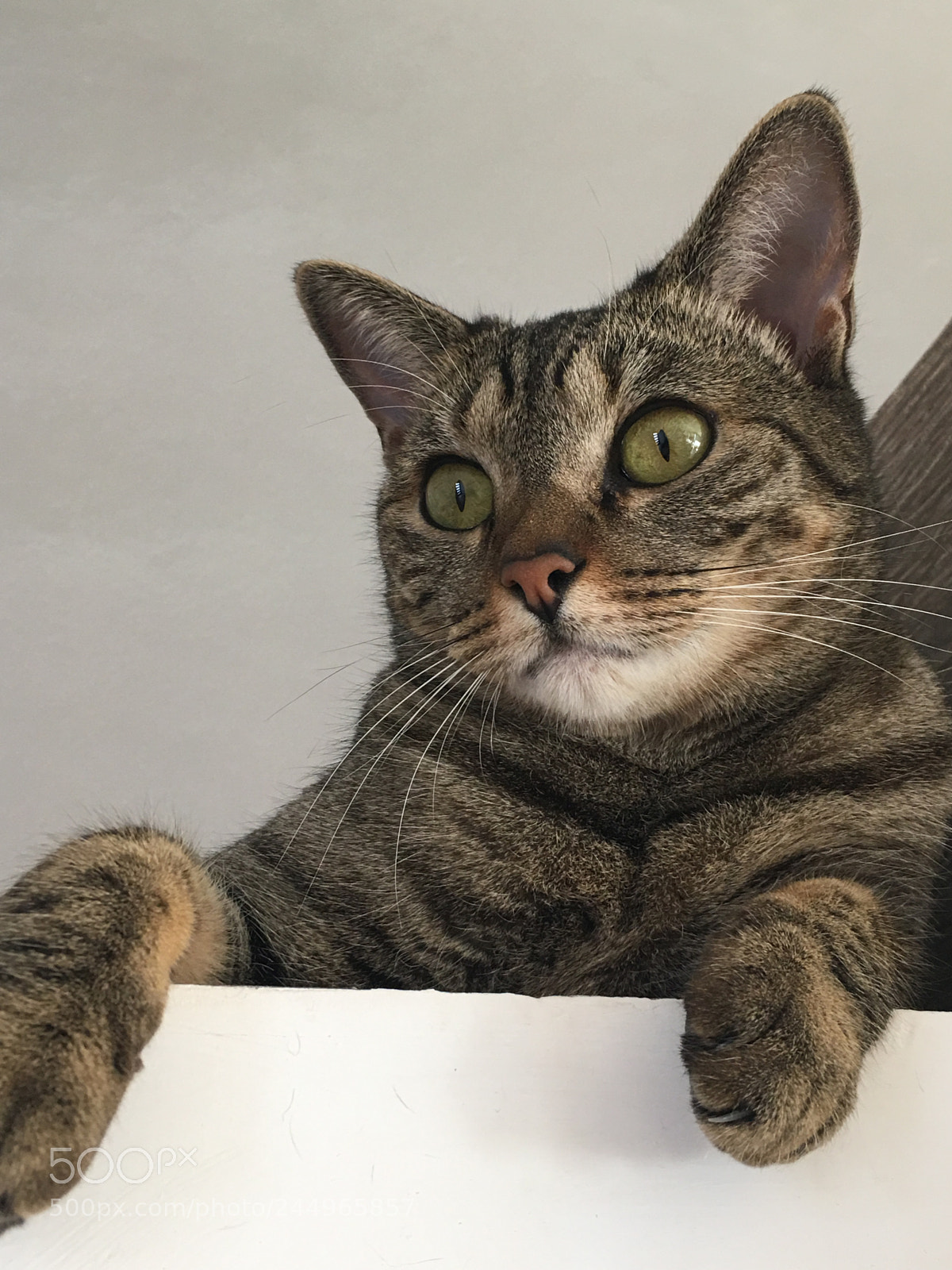 Apple iPhone 6s Plus sample photo. Benita... the cat! photography