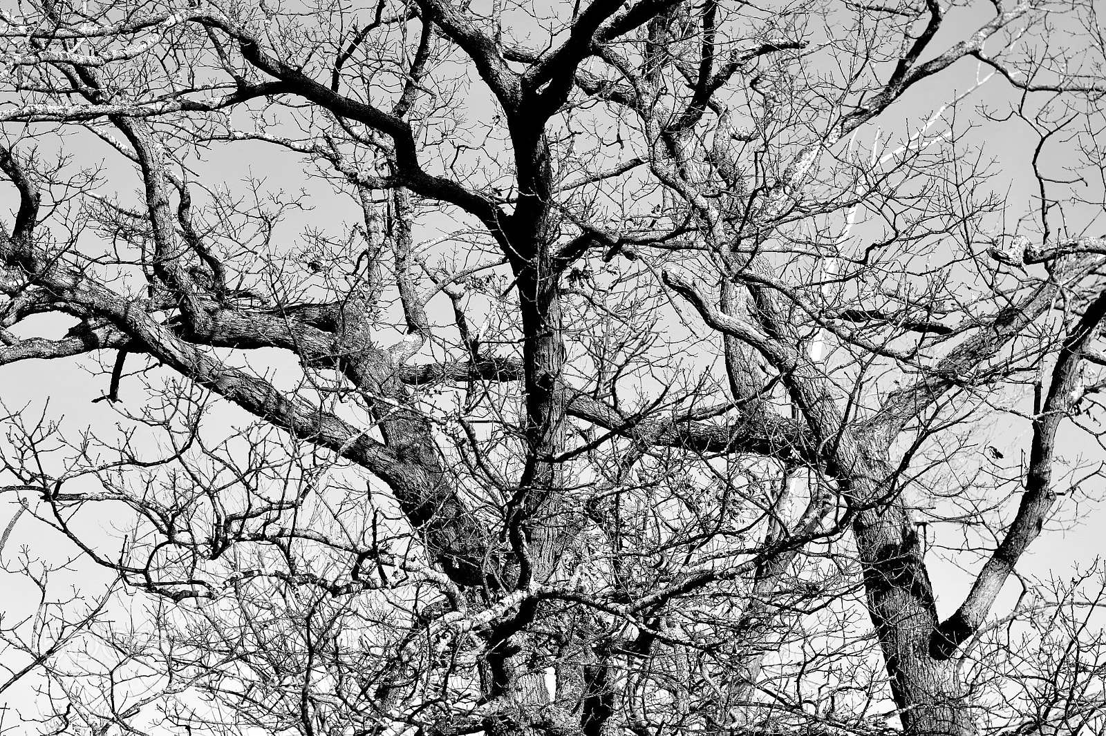 Nikon AF-S Nikkor 50mm F1.8G sample photo. Winter trees photography
