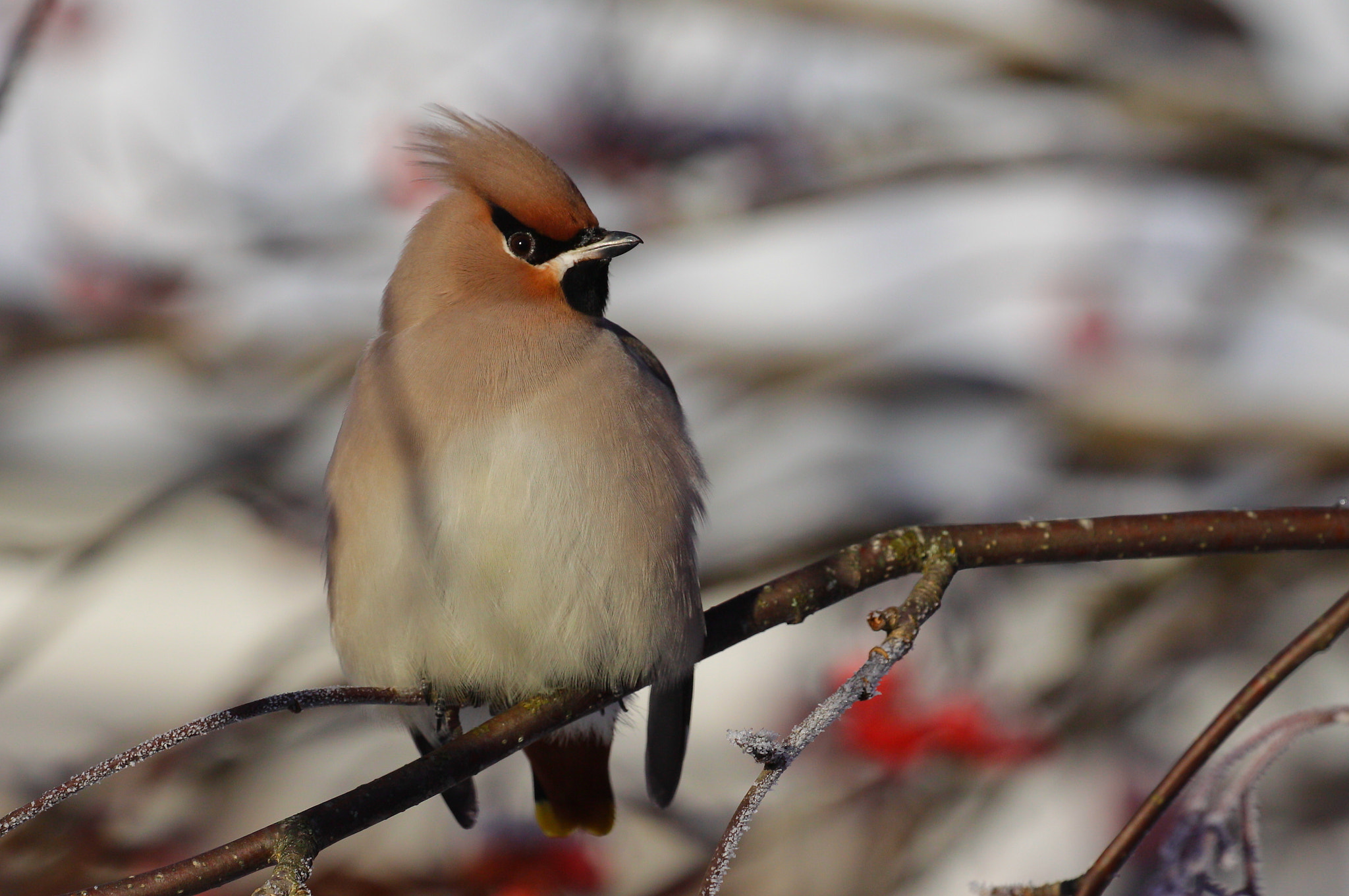 Canon EOS 50D + Canon EF 100-400mm F4.5-5.6L IS II USM sample photo. Waxwing photography