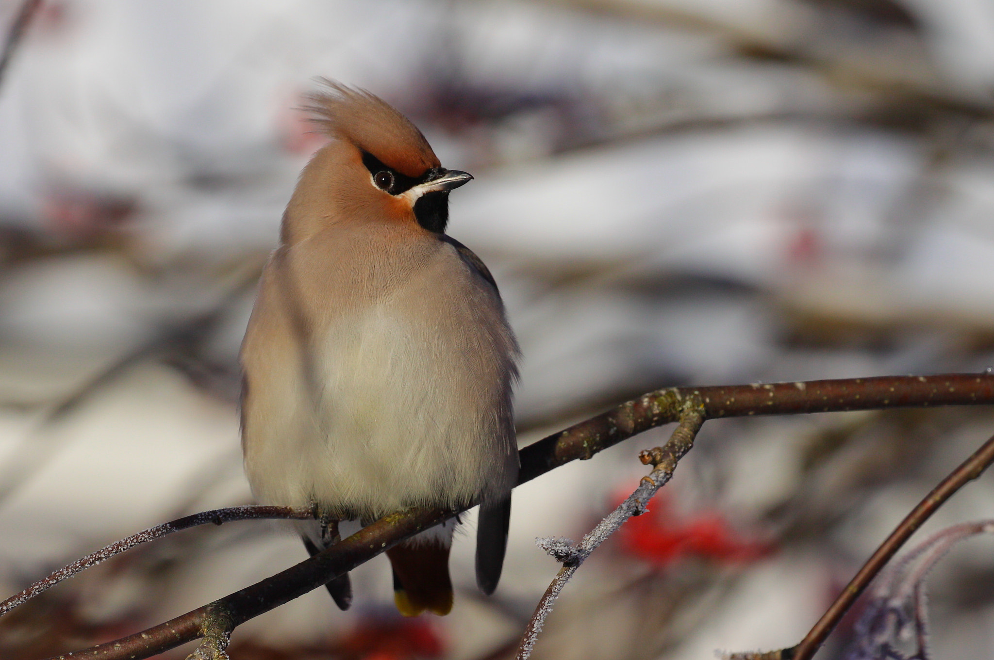 Canon EOS 50D sample photo. Waxwing photography