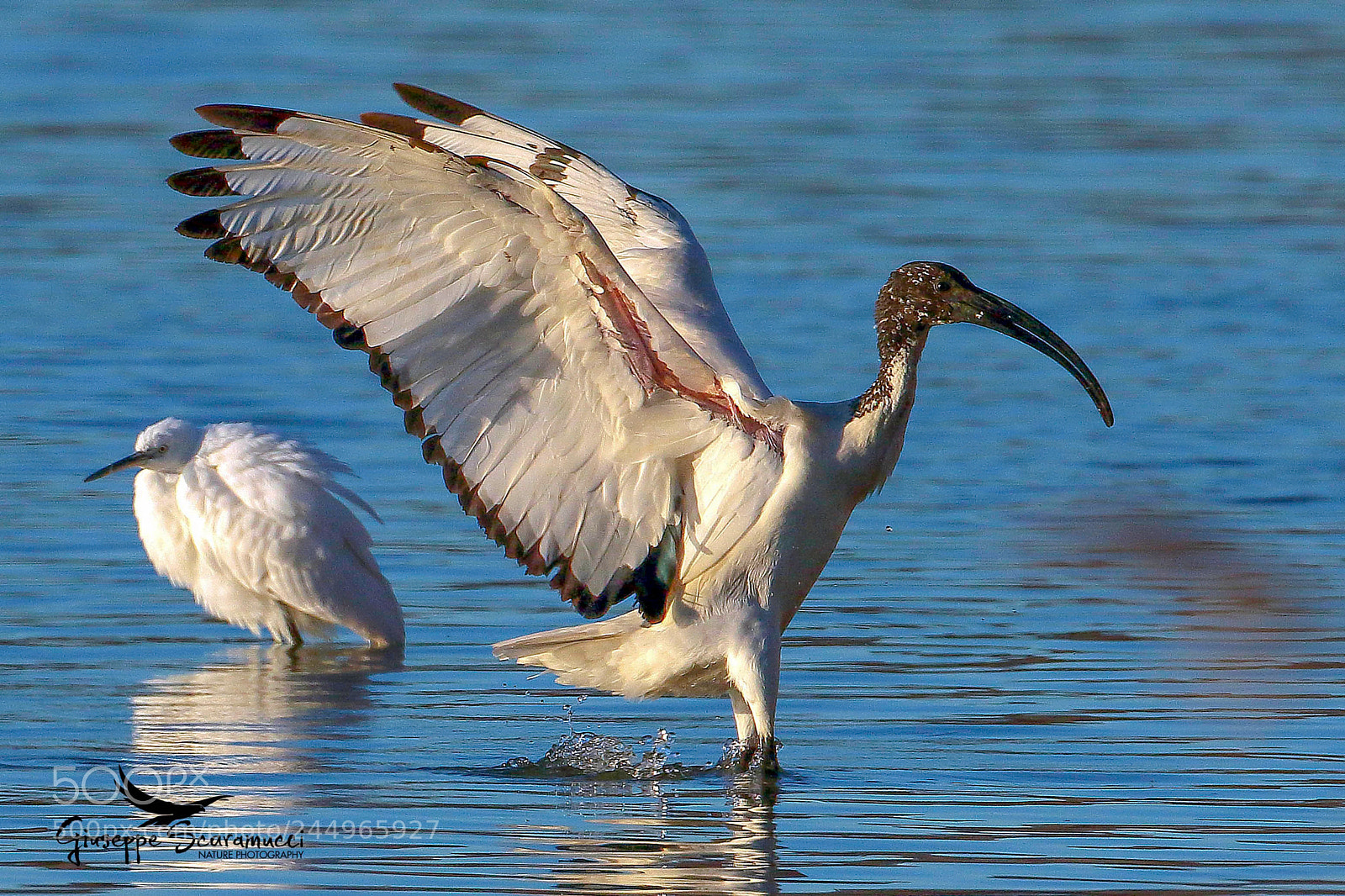Canon EOS 7D Mark II sample photo. Sacred ibis threskiornis aethiopicus photography