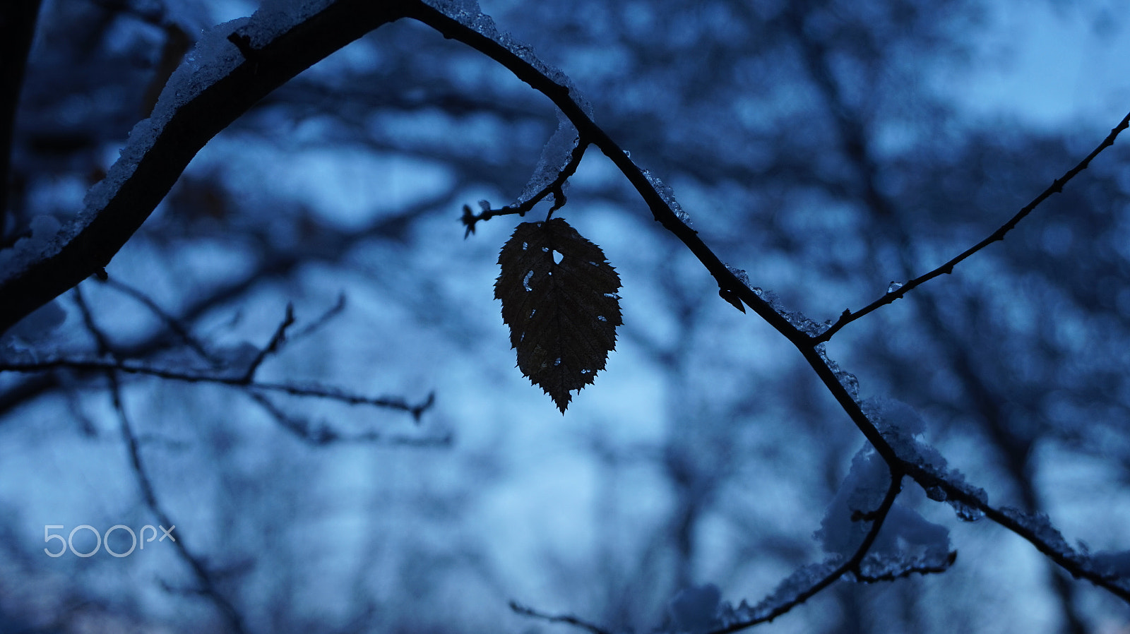 Sony Alpha a5000 (ILCE 5000) + Sony E 18-50mm F4-5.6 sample photo. Autumn memory photography