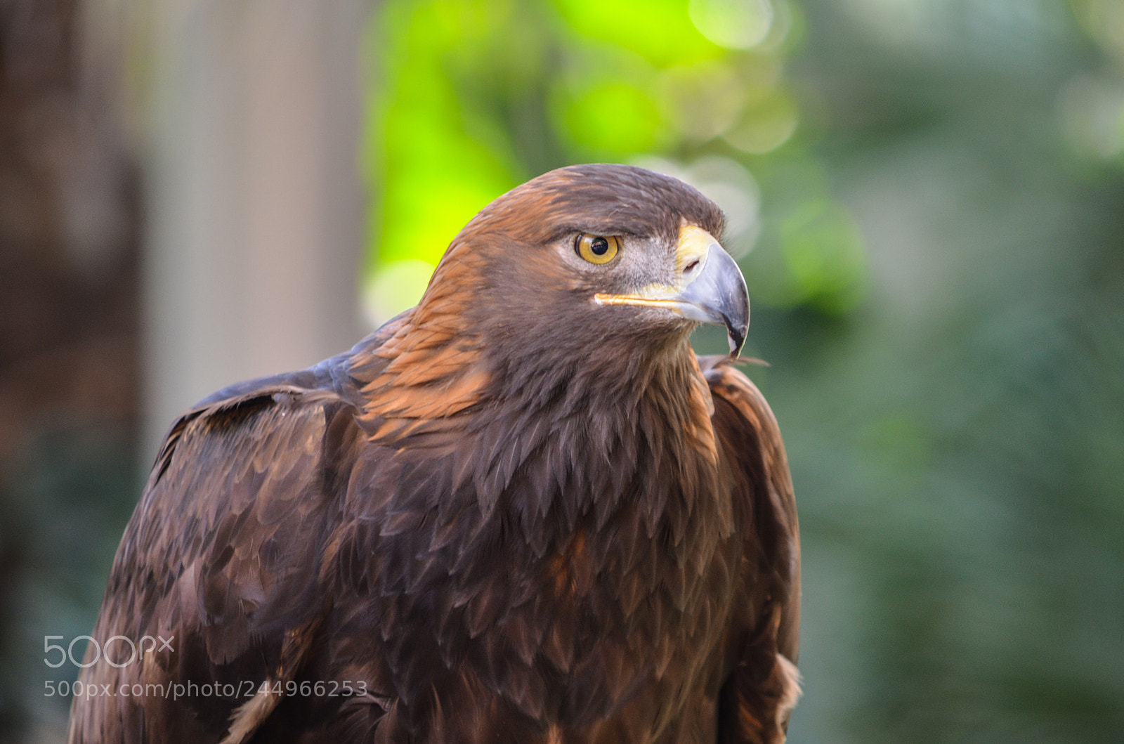 Nikon D5100 sample photo. Power eyes photography