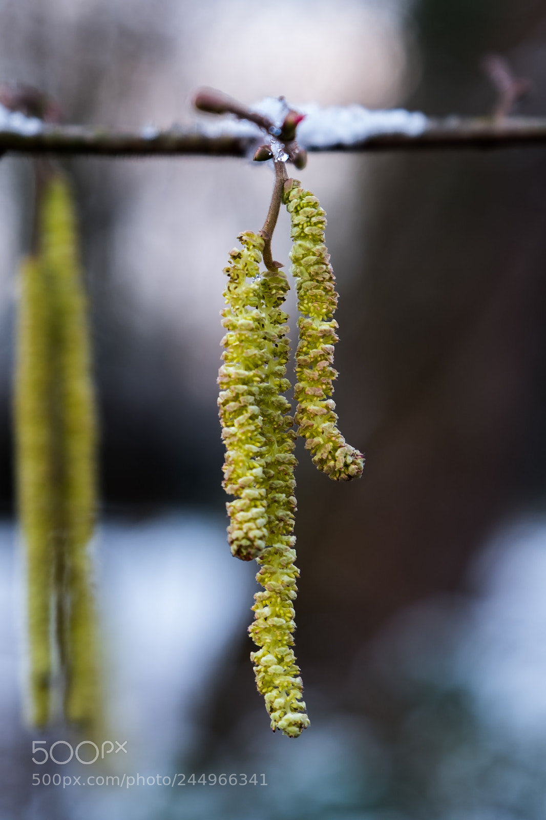 Fujifilm X-T2 sample photo. Frühling photography
