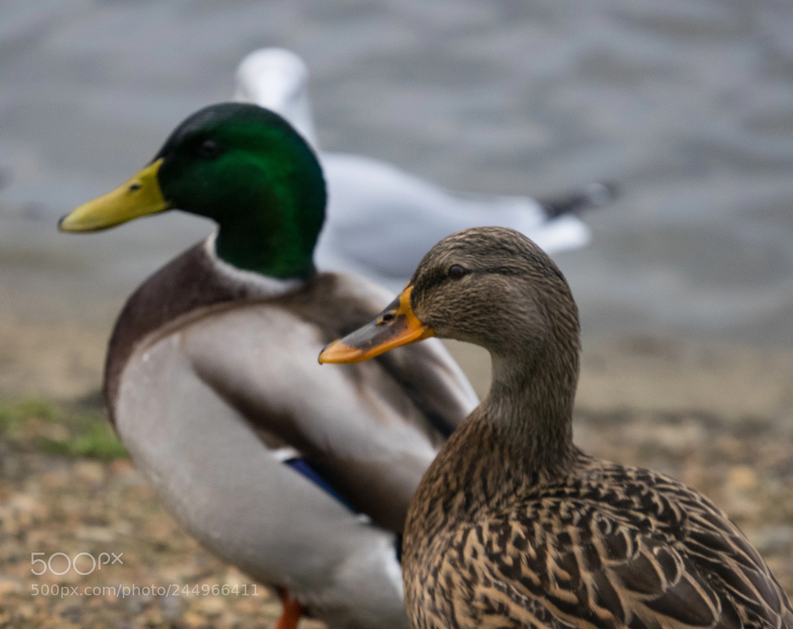 Panasonic Lumix DMC-GM1 sample photo. Mr and mrs duck photography