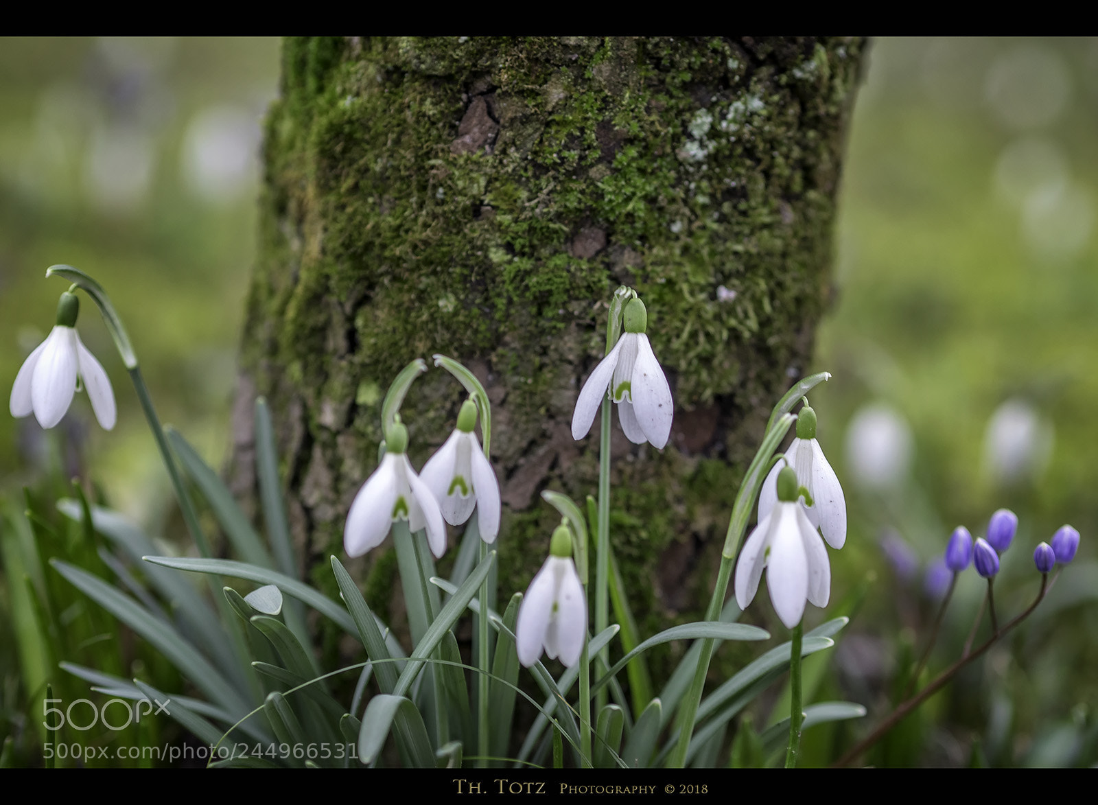 Olympus OM-D E-M1 sample photo. Snow drops photography