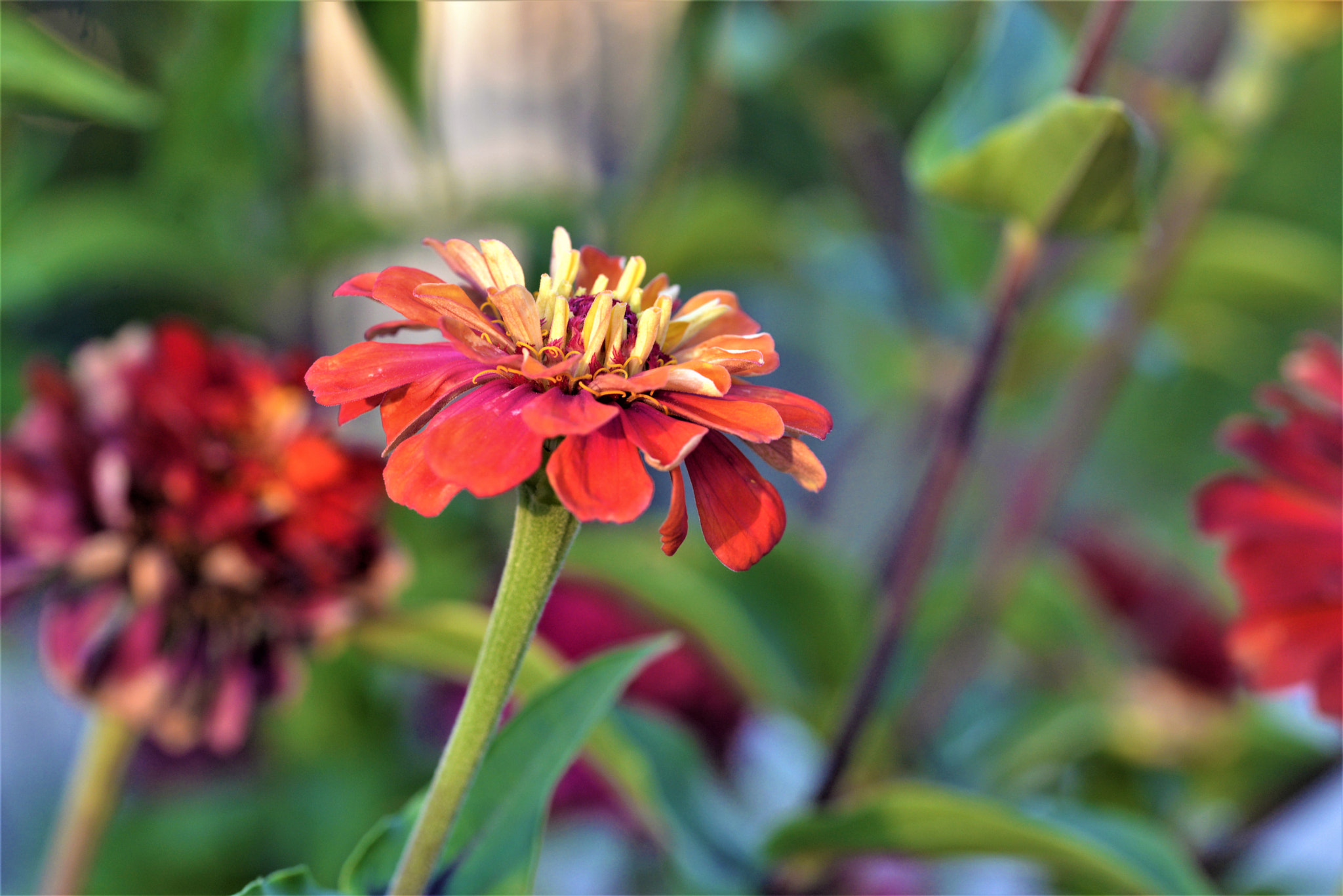 Sigma 105mm F2.8 EX DG OS HSM sample photo