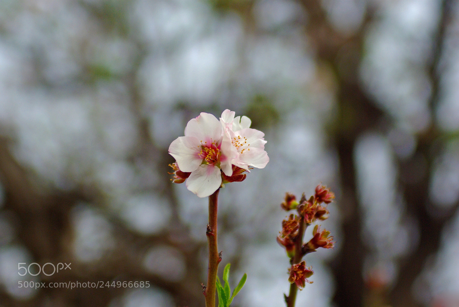 Pentax K10D sample photo. Almendro photography