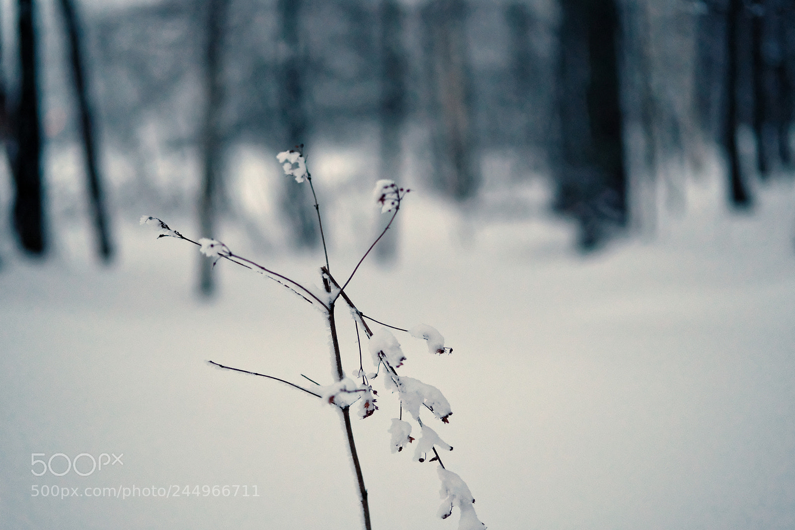 Fujifilm X-T2 sample photo. Snow photography