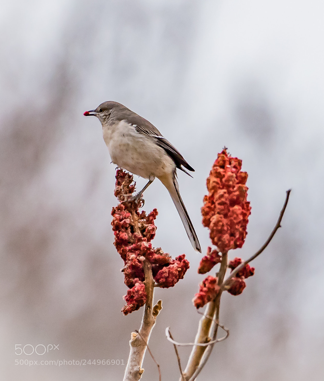 Nikon D810 sample photo. Mockingbird eating breakfast photography