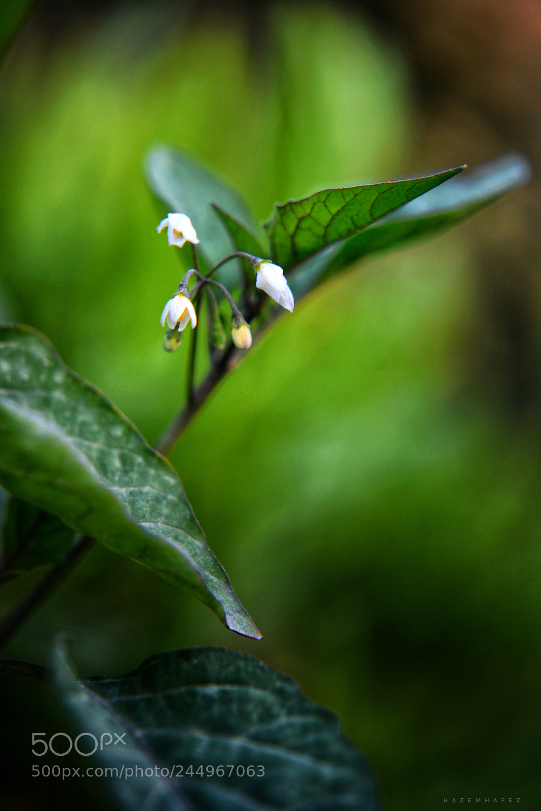 Nikon D610 sample photo. Small but pretty  .. photography