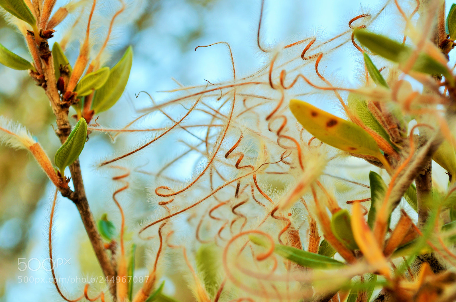 Nikon D5100 sample photo. Plant spirals photography