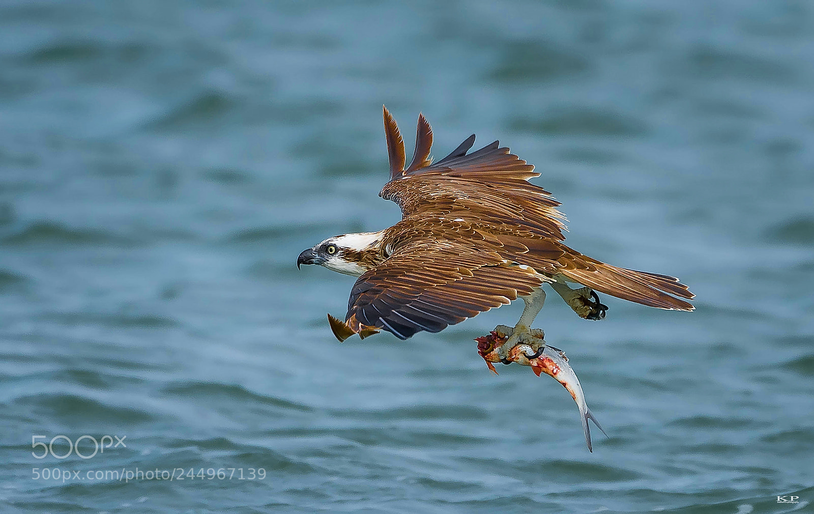 Nikon D7200 sample photo. Osprey fish eagle with photography