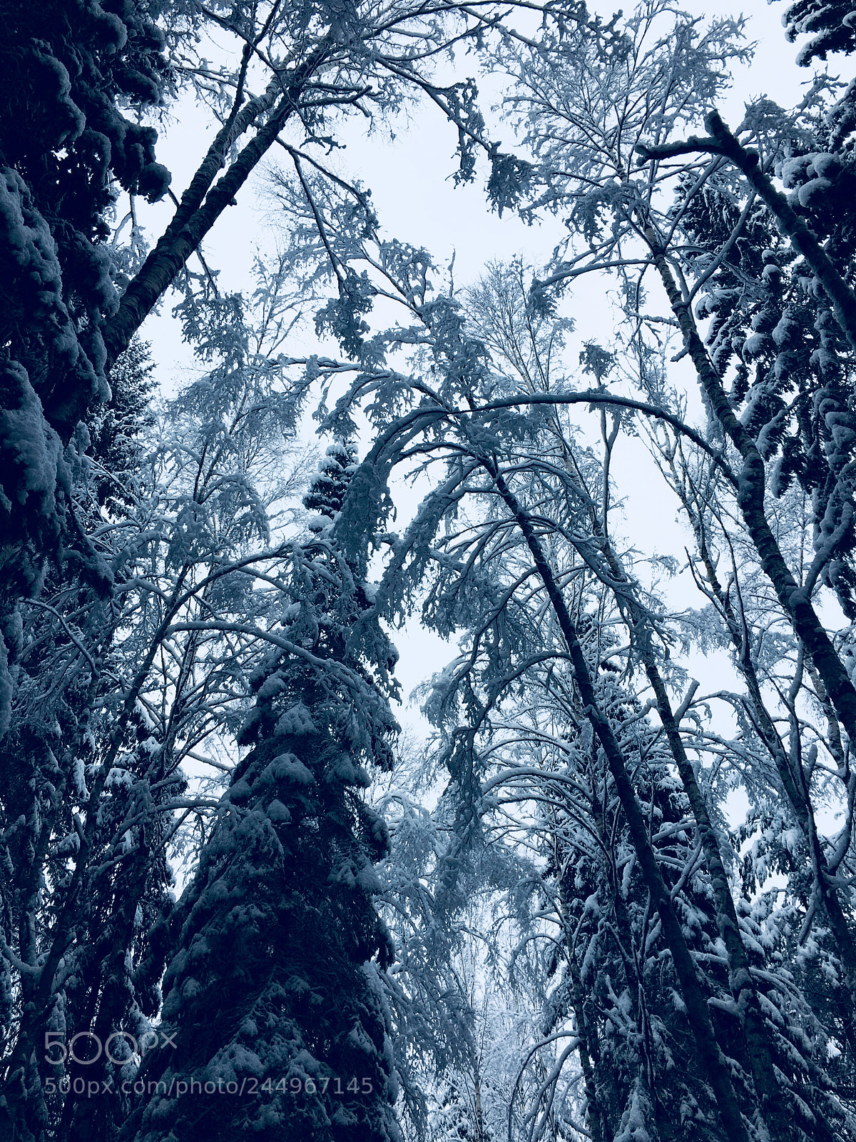 Apple iPhone 6s sample photo. Winter trees photography