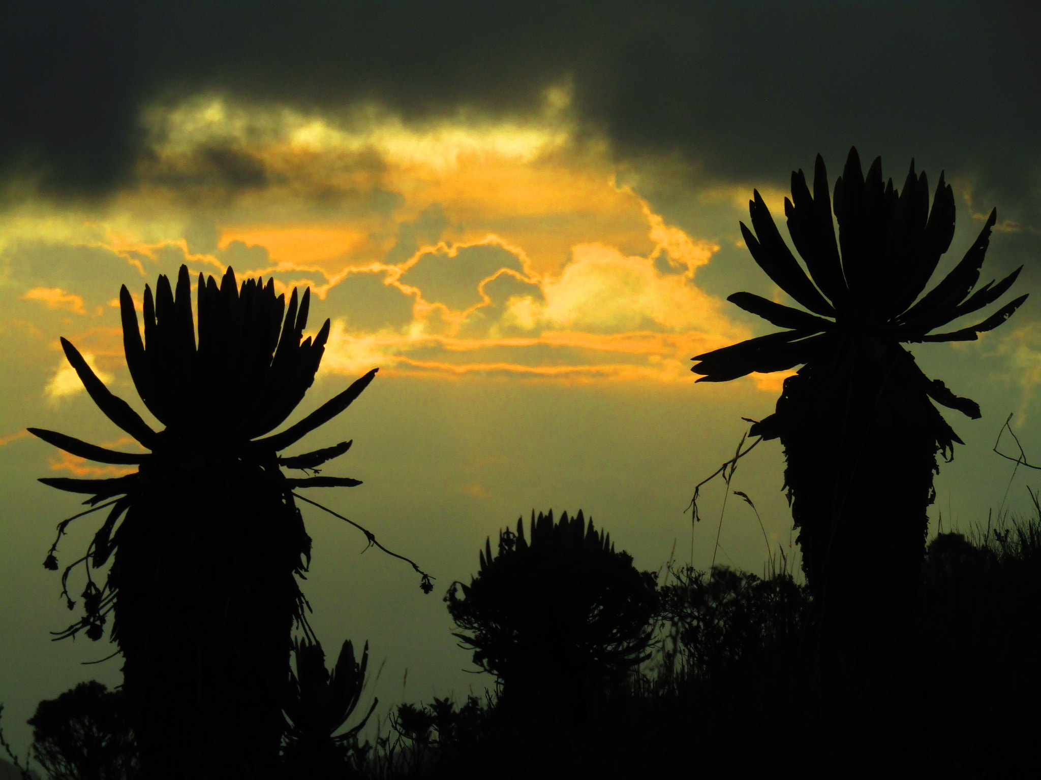 Canon PowerShot SX420 IS sample photo. Frailejones (espeletia) in the sunset photography
