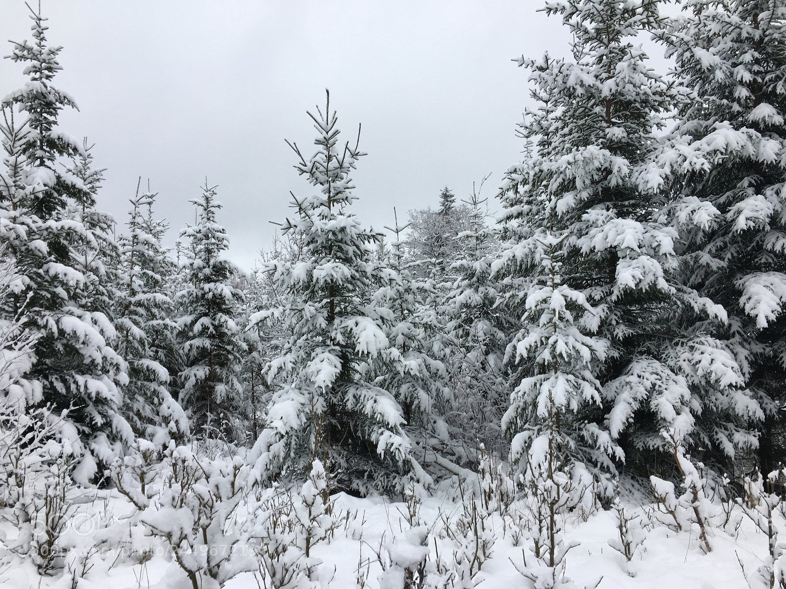 Apple iPhone 6s sample photo. White forest photography