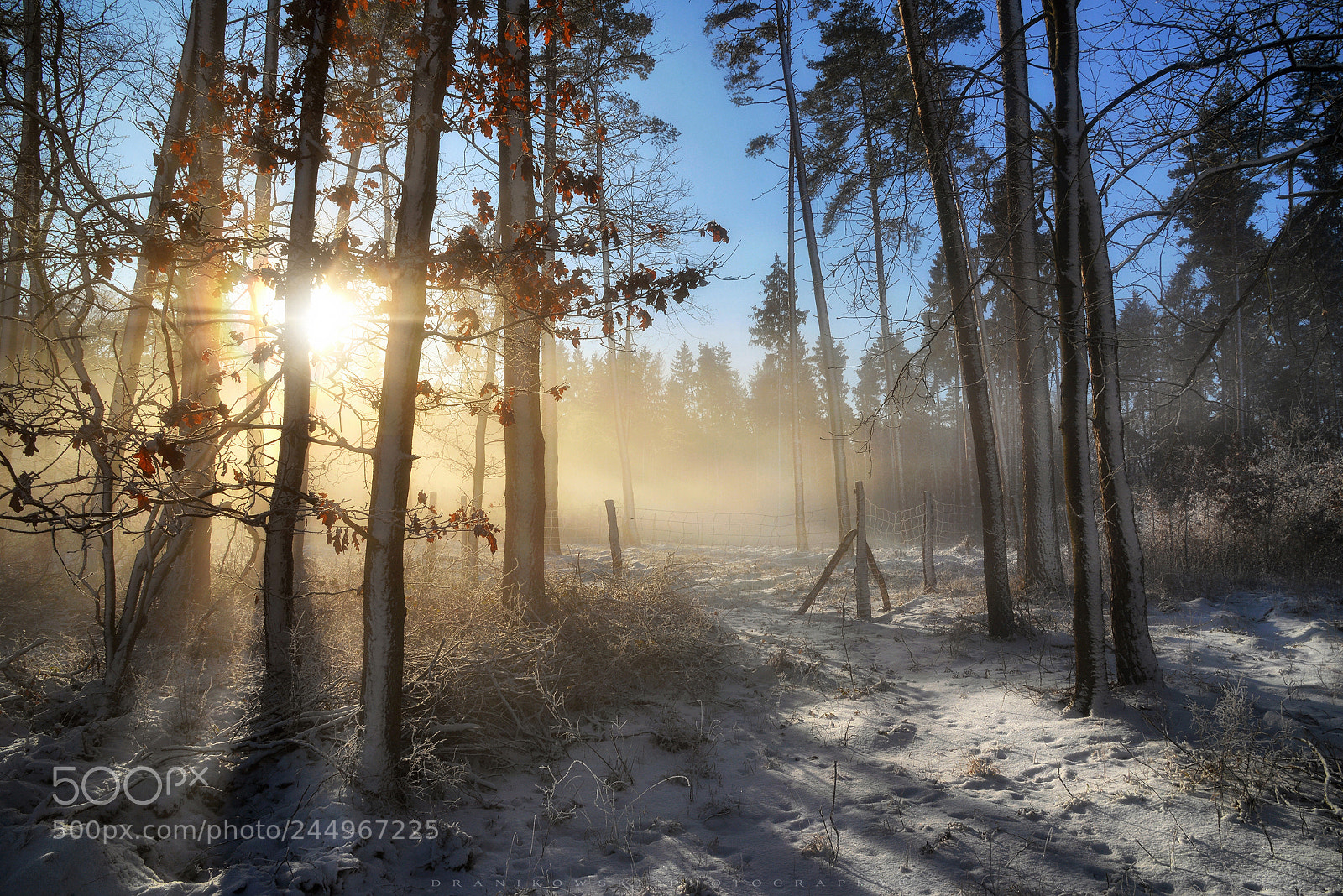 Nikon D610 sample photo. Winter light photography
