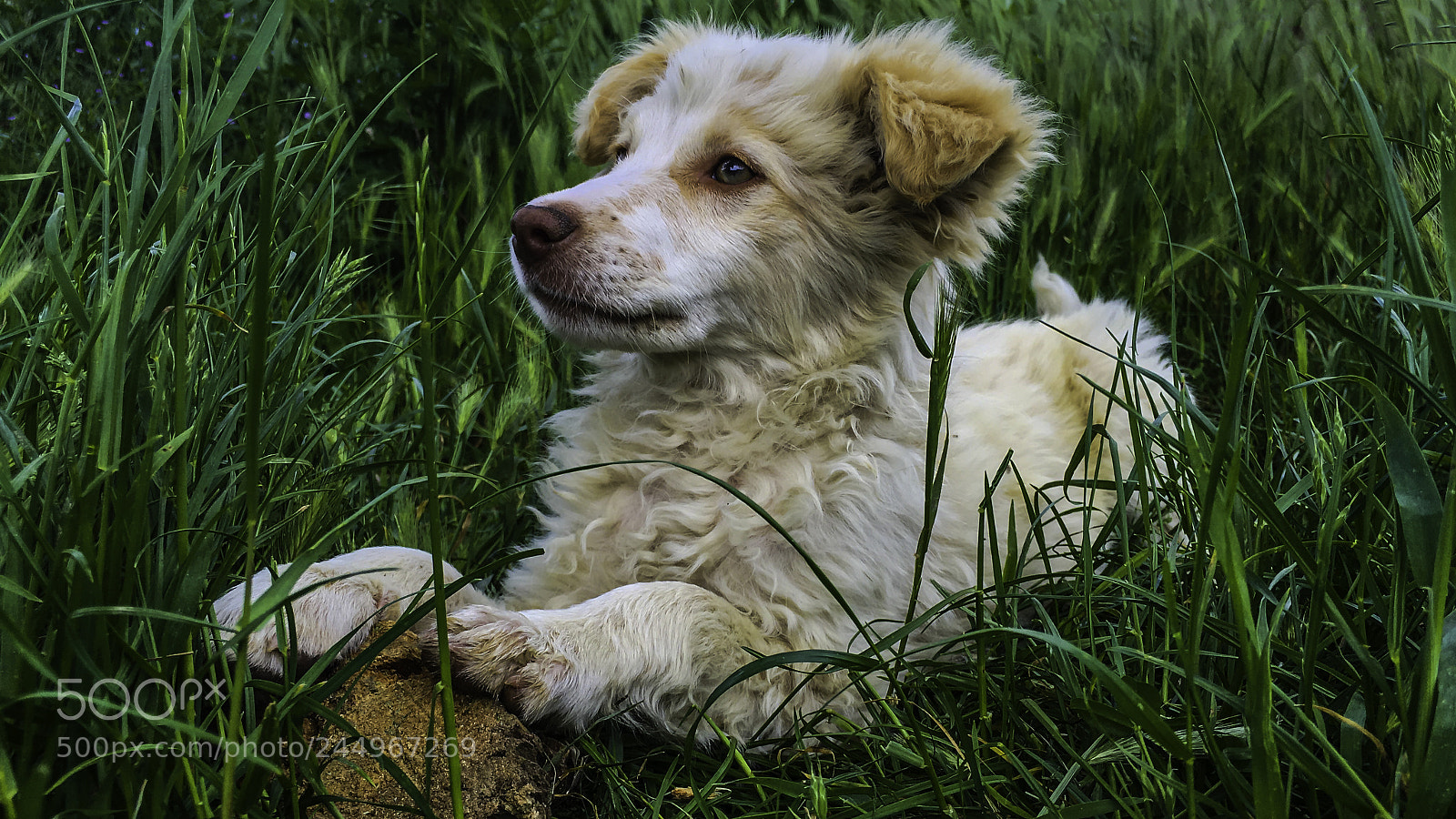 Apple iPhone 6s sample photo. Just a dog photography