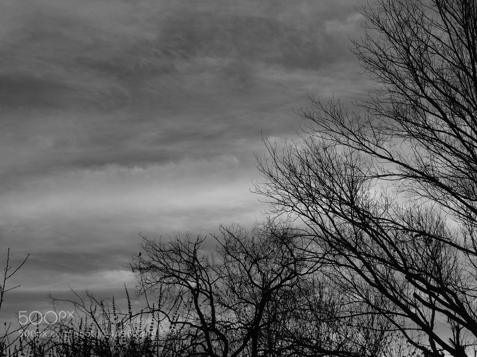 Olympus OM-D E-M10 II sample photo. Tree silhouette photography