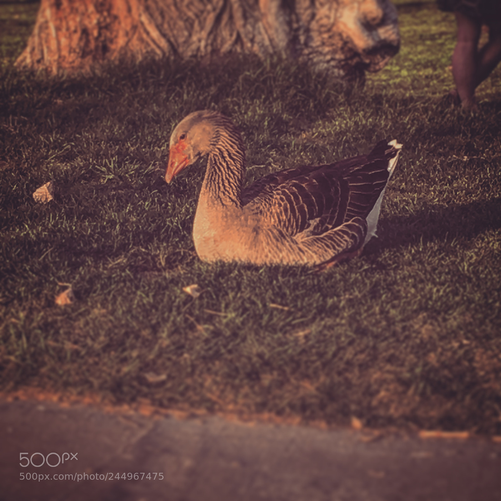 Apple iPhone 6s Plus sample photo. Swan photography