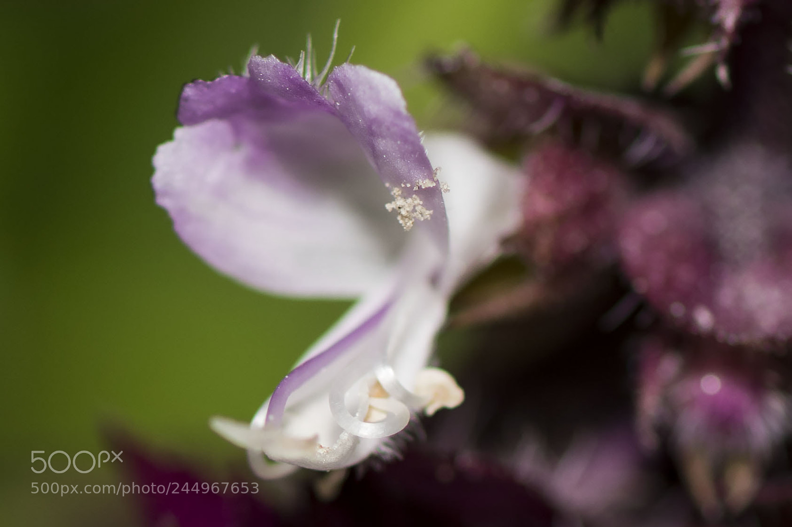 Nikon D500 sample photo. Flower photography