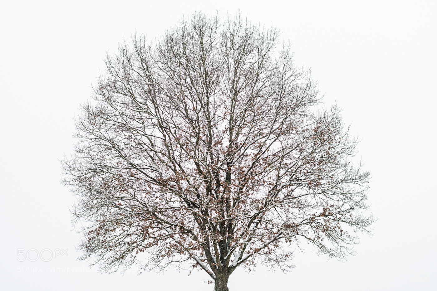Nikon D500 sample photo. I'll carry you... photography