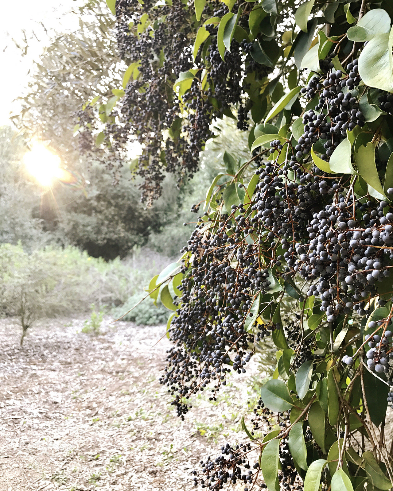 Apple iPhone 7 Plus sample photo. Hanging grapes photography