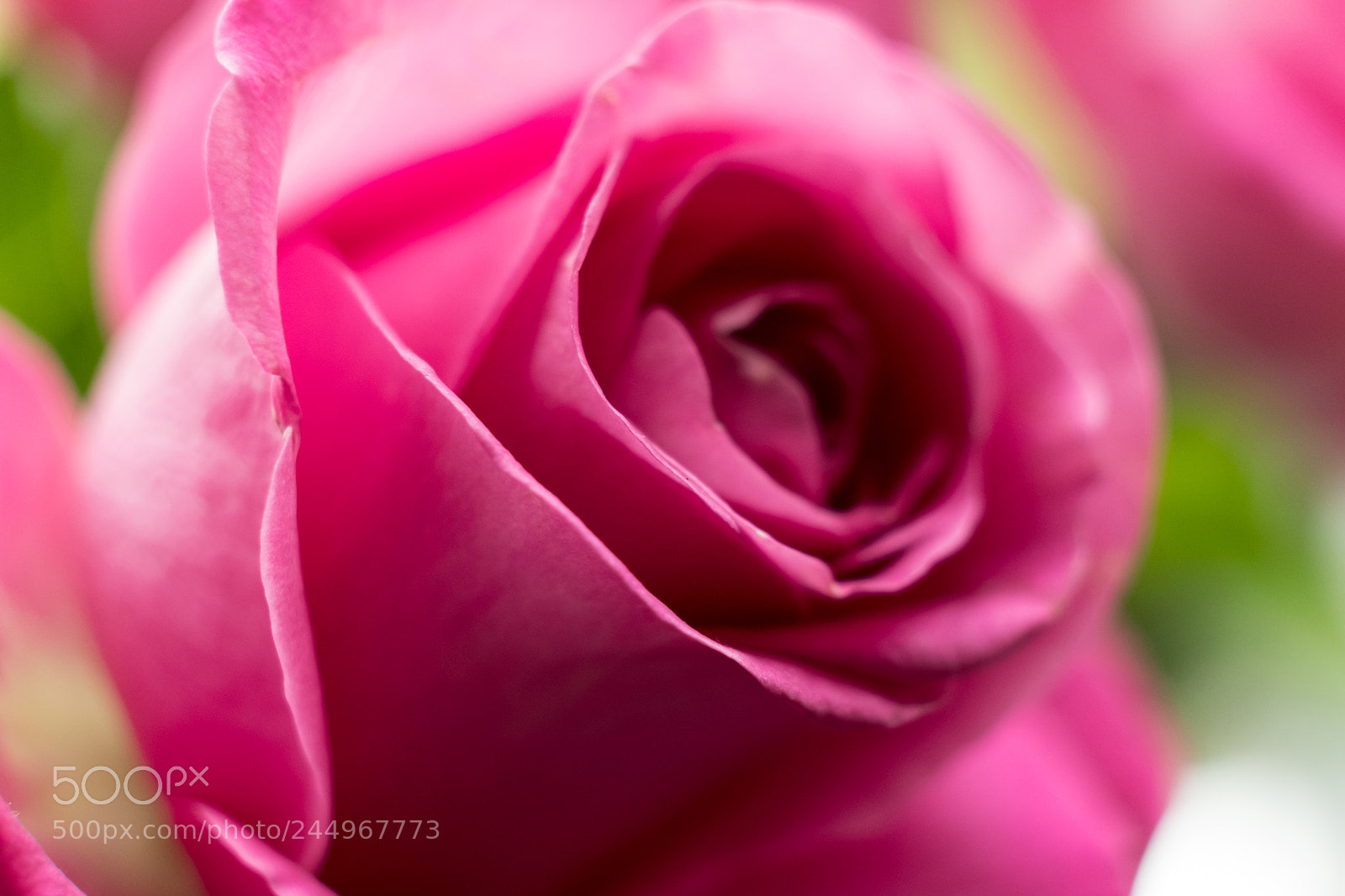 Fujifilm X-T2 sample photo. Pink rose photography