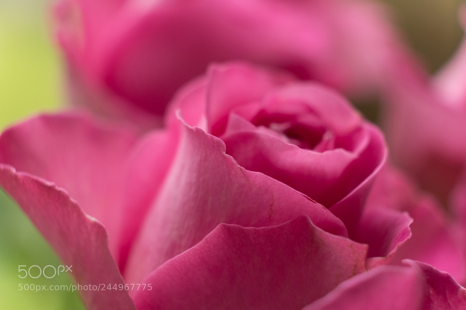 Fujifilm X-T2 sample photo. Pink rose 2 photography