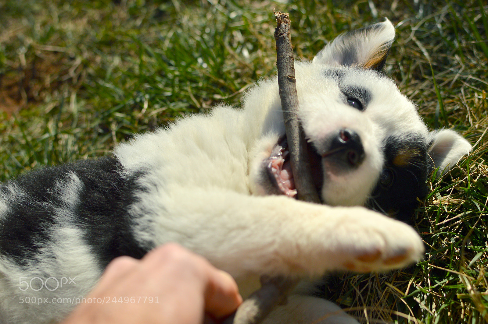 Nikon D3200 sample photo. Merlin's first day photography
