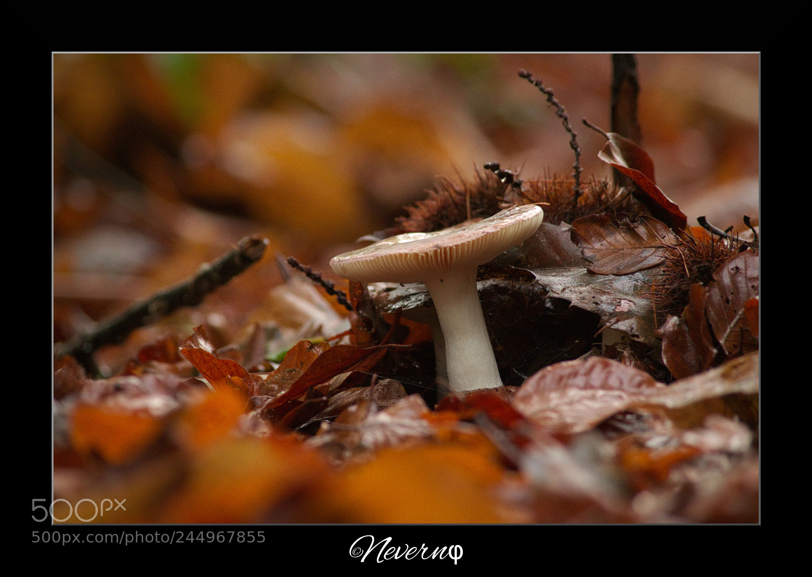 Pentax K-S2 sample photo. Mushroom 4 photography