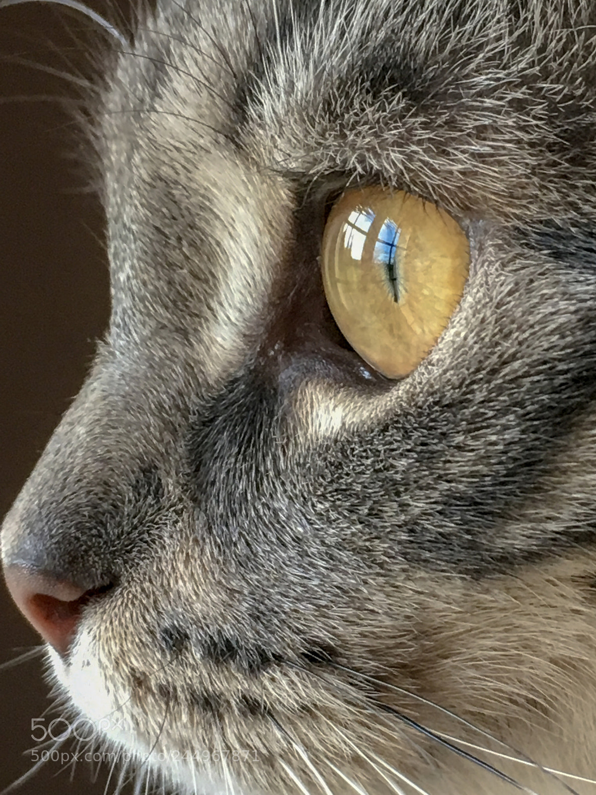 Apple iPhone 6s sample photo. What a look ! photography