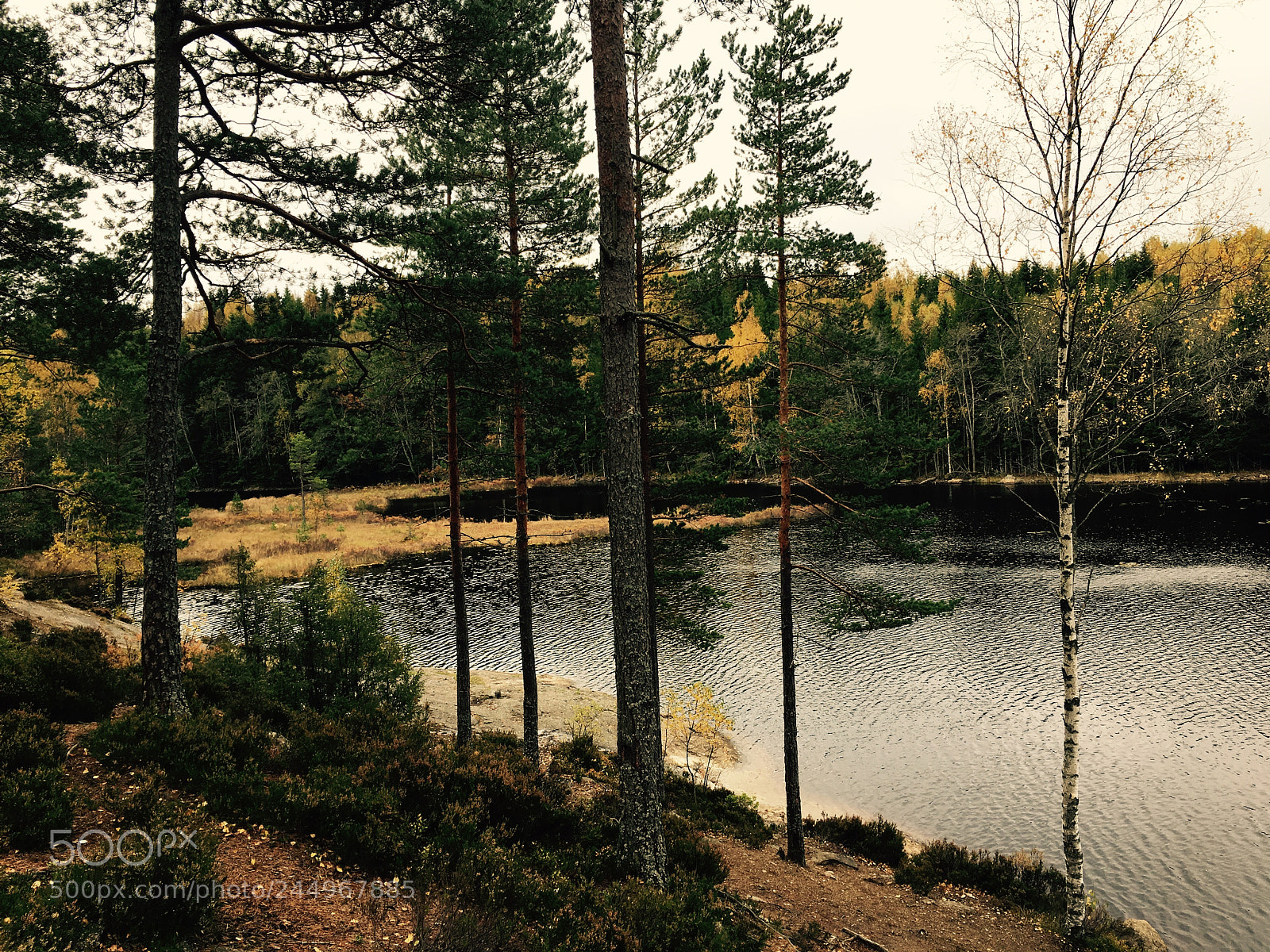 Apple iPhone 6s sample photo. See im herbst photography