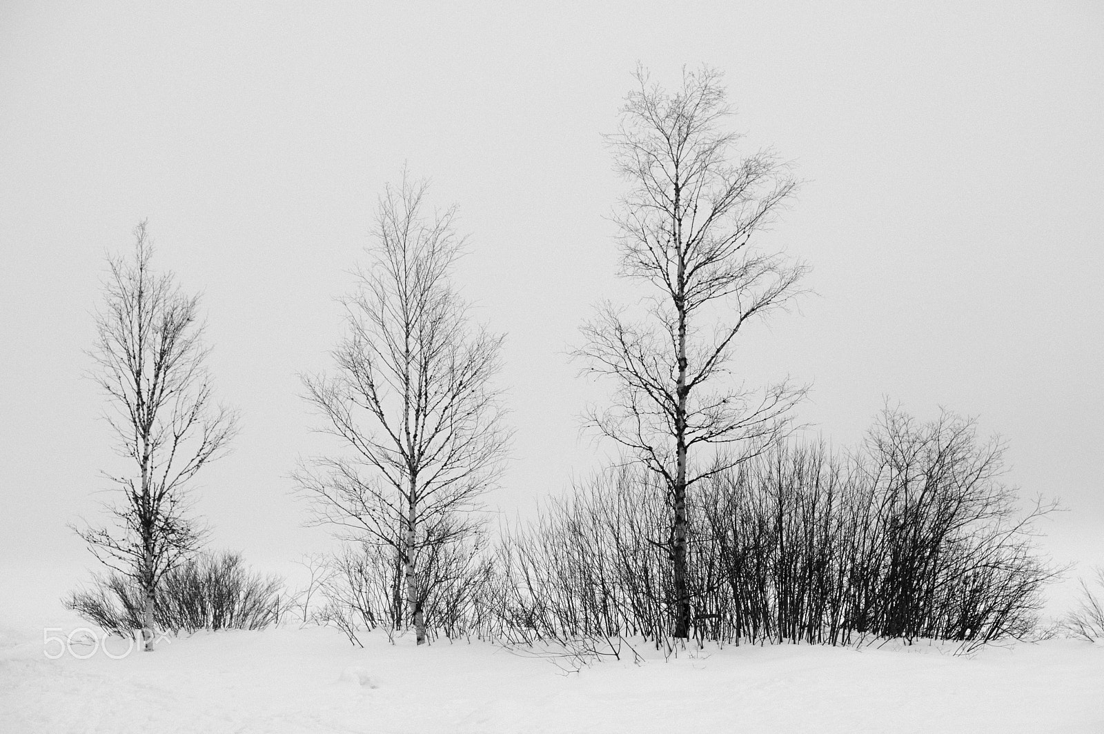 Pentax KP + HD Pentax-DA 20-40mm F2.8-4 ED Limited DC WR sample photo. Birches photography