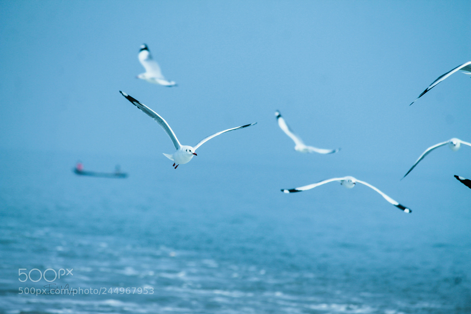 Canon EOS 1100D (EOS Rebel T3 / EOS Kiss X50) sample photo. Seagull photography