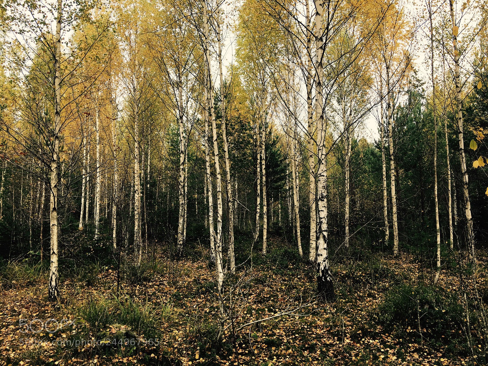 Apple iPhone 6s sample photo. Birkenbäume photography