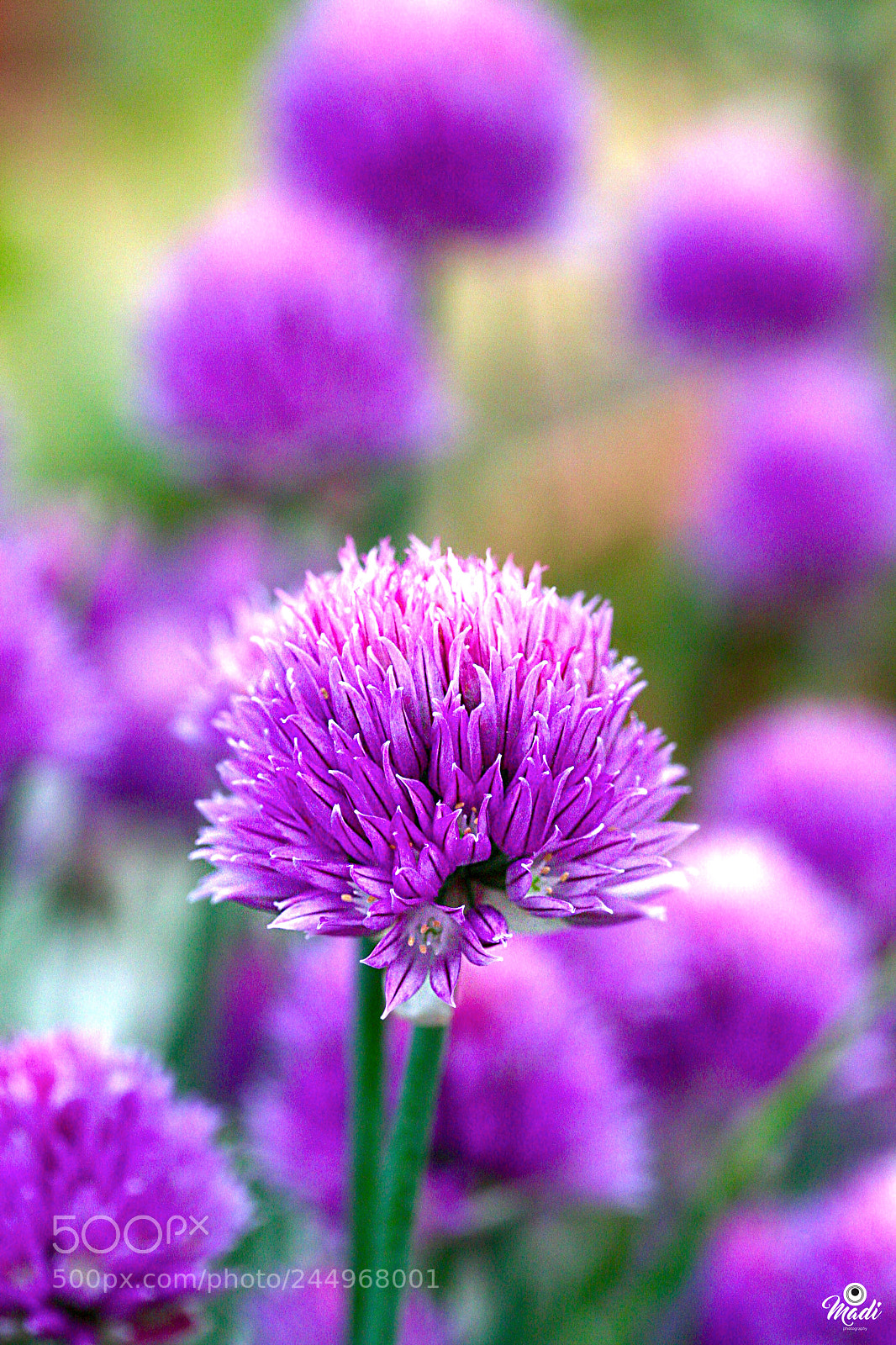 Canon EOS 40D sample photo. Inspiration photography