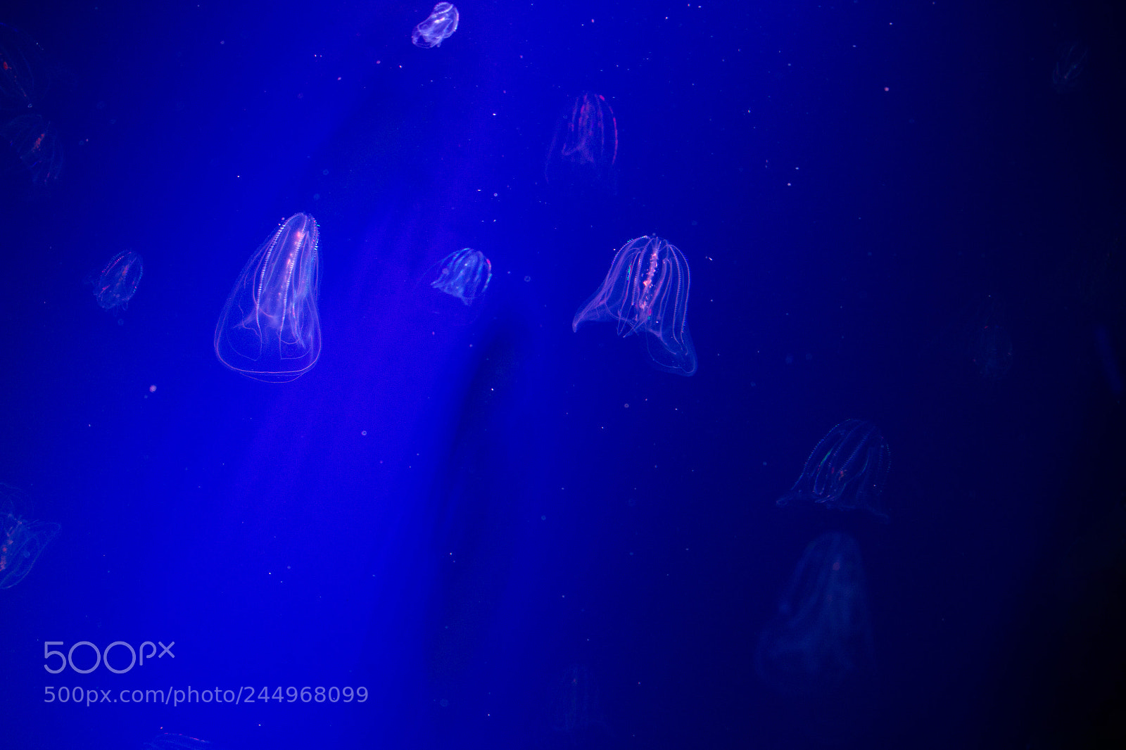 Canon EOS 700D (EOS Rebel T5i / EOS Kiss X7i) sample photo. Medusas. photography