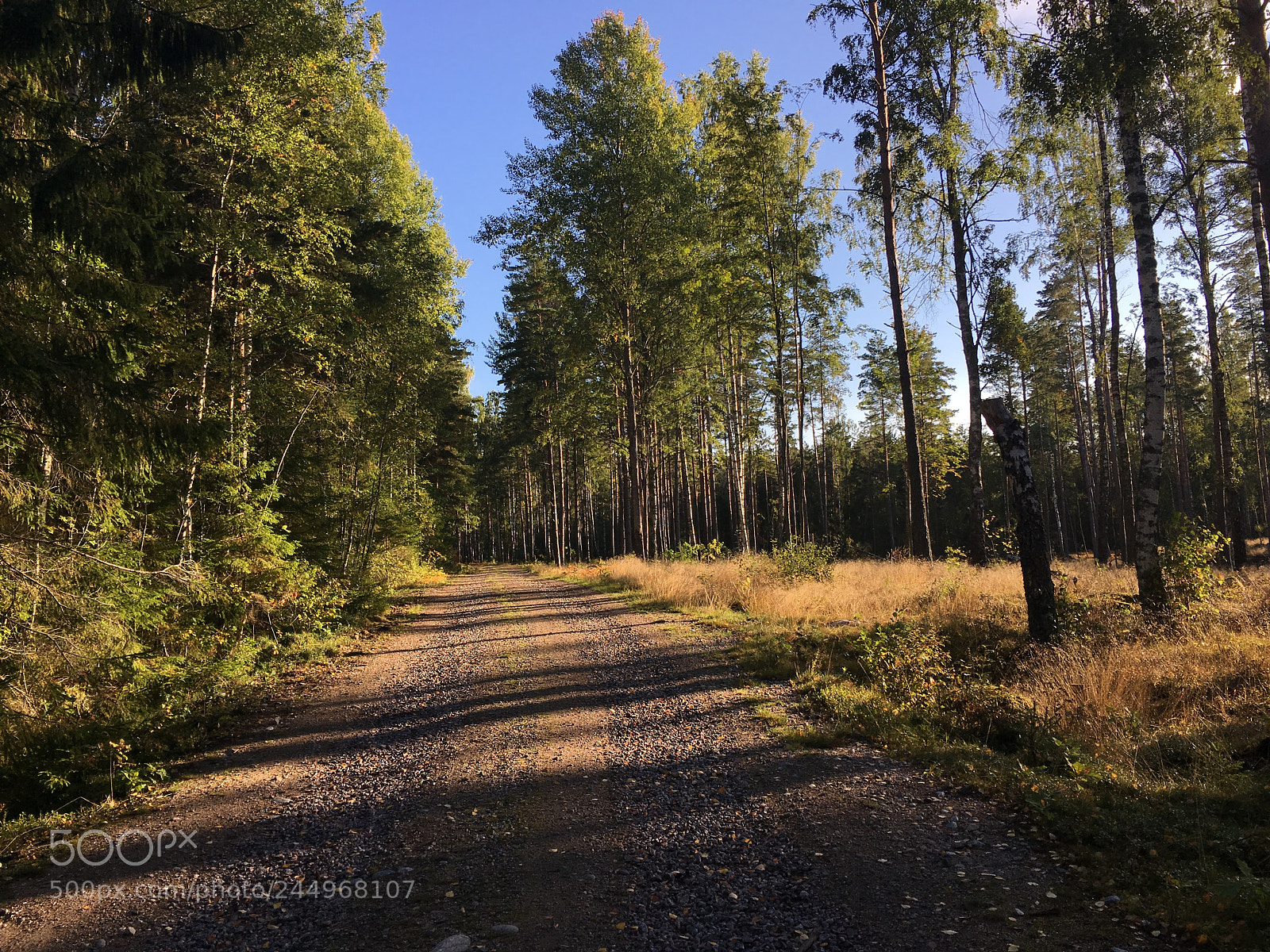 Apple iPhone 6s sample photo. Markaskogen photography