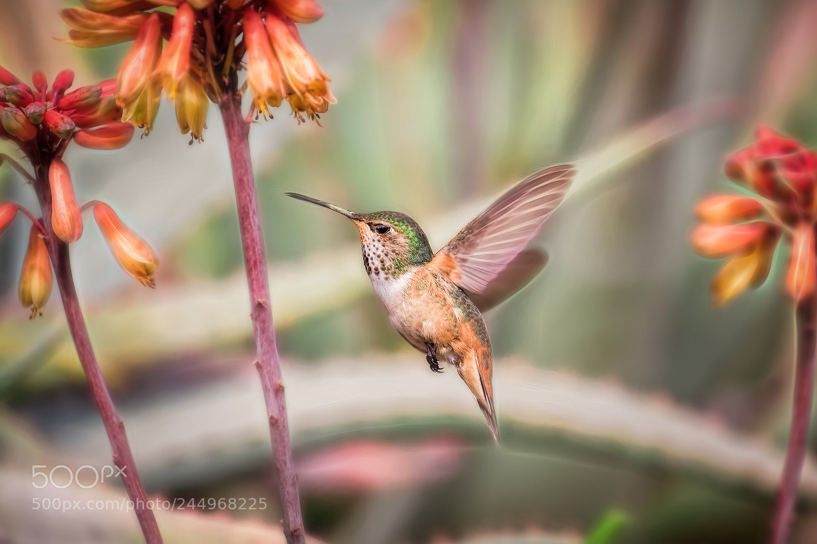 Canon EOS-1D X Mark II sample photo. Hummingbird diaries (106) photography