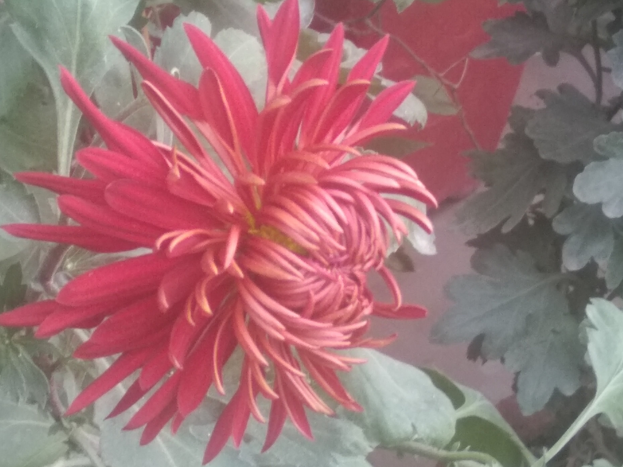 LeMobile Le X526 sample photo. A beautiful red flower.jpg photography