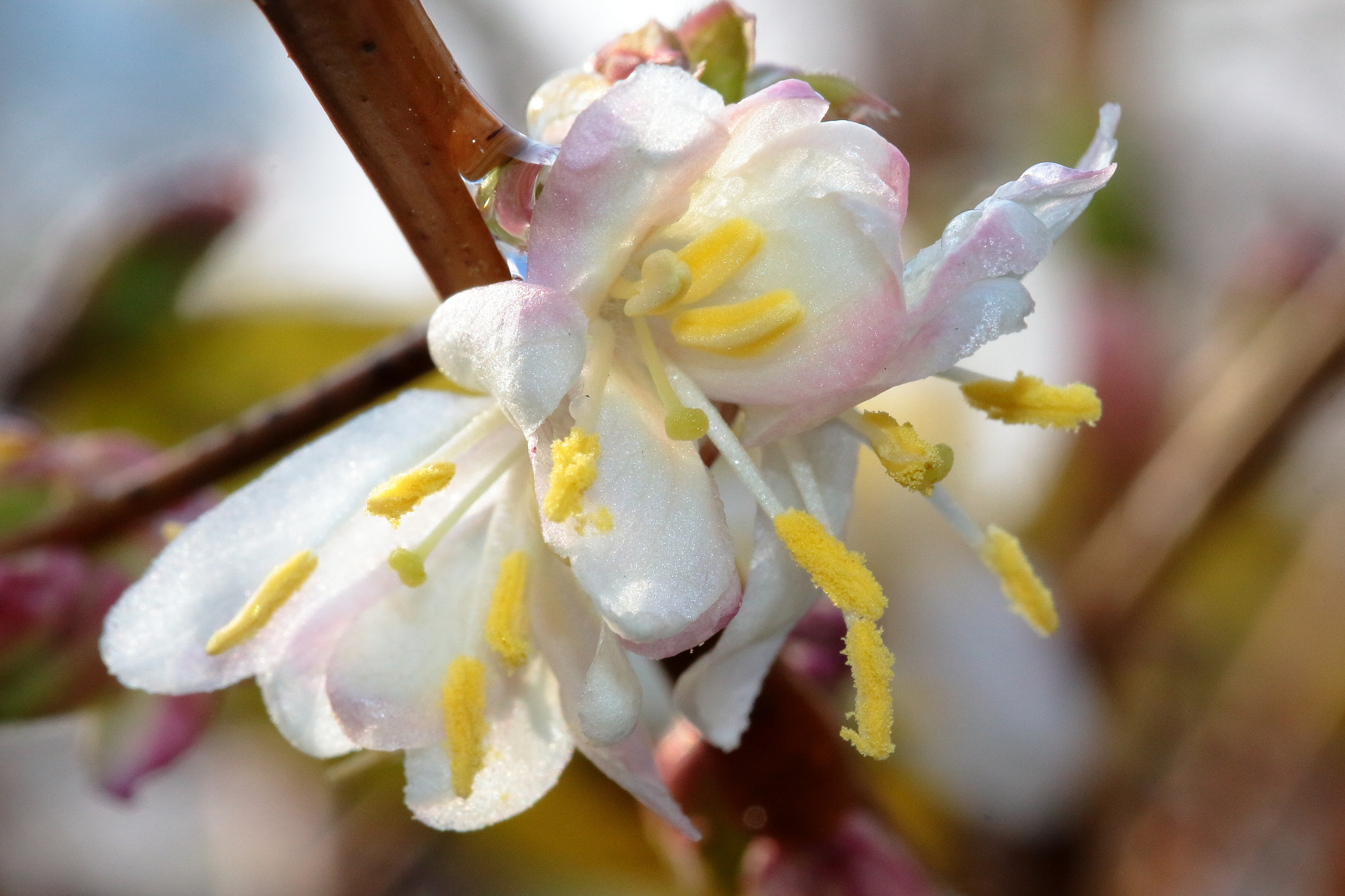 Canon EOS 700D (EOS Rebel T5i / EOS Kiss X7i) + Sigma 105mm F2.8 EX DG OS HSM sample photo. Early spring blossoms photography