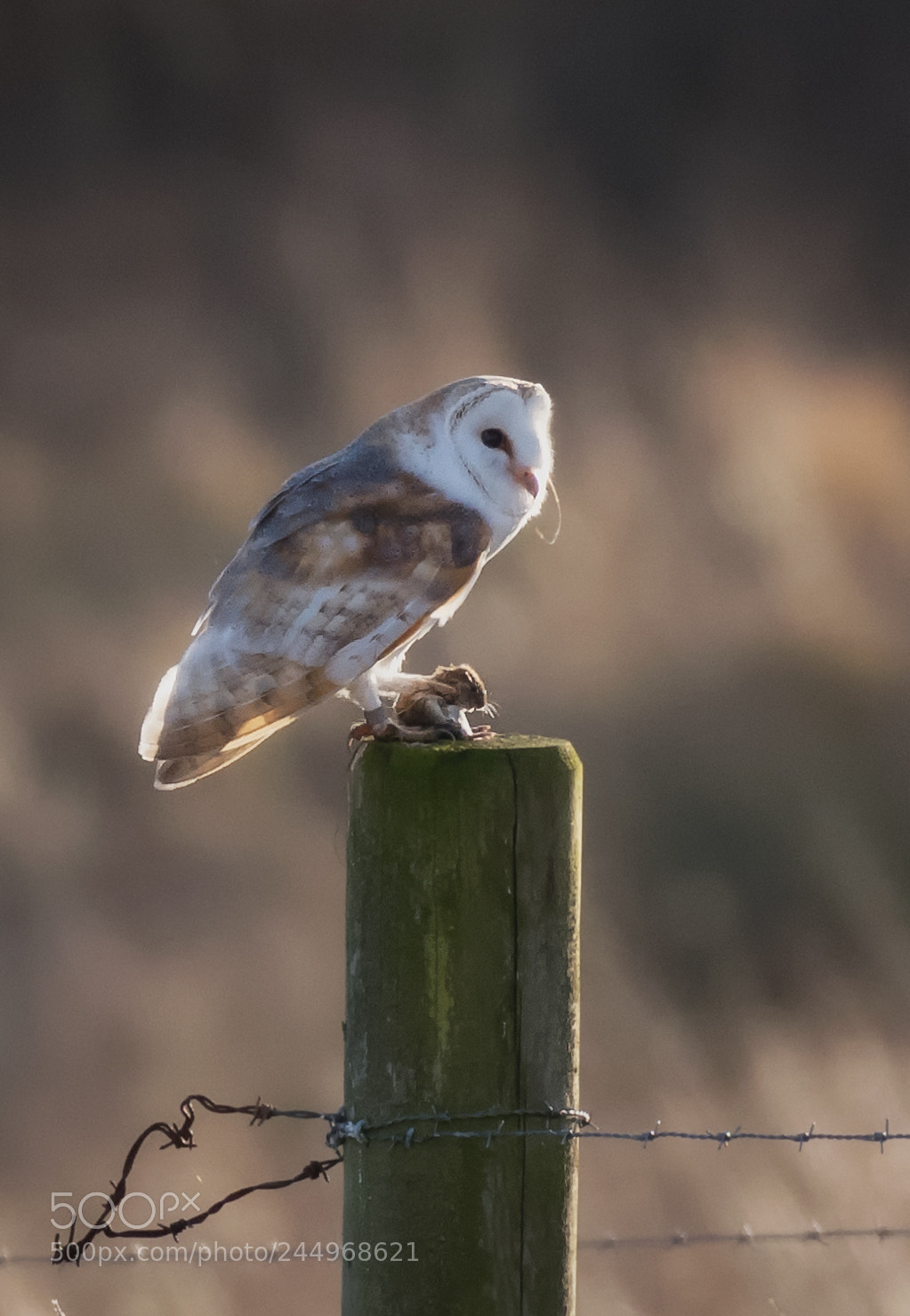 Nikon D850 sample photo. Barnie supper photography